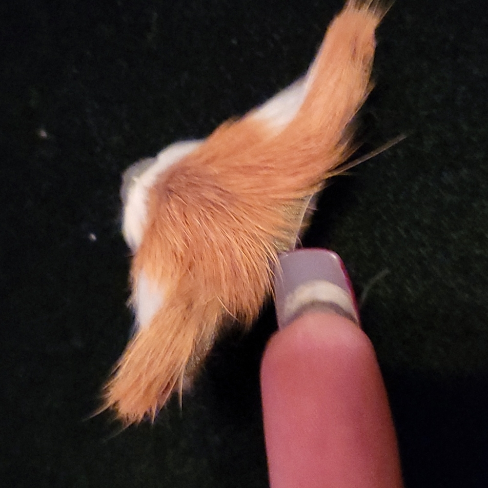 Fox Brooch - image 5